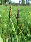 Carex schmidtii
