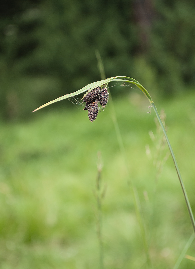 Image of Carex aterrima specimen.