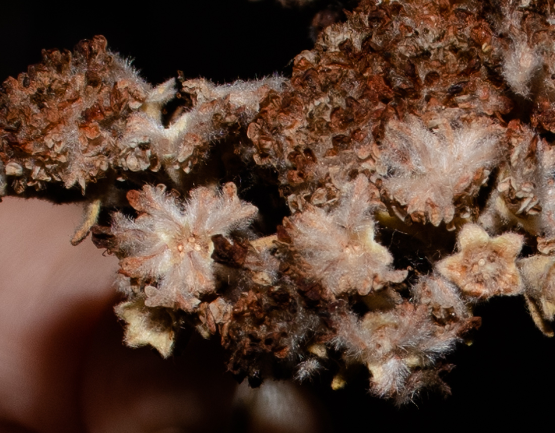 Изображение особи Eriogonum arborescens.
