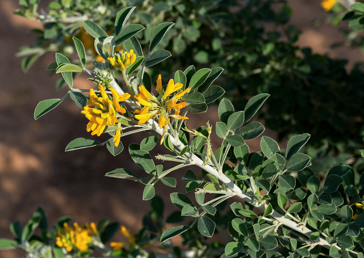 Изображение особи Medicago arborea.