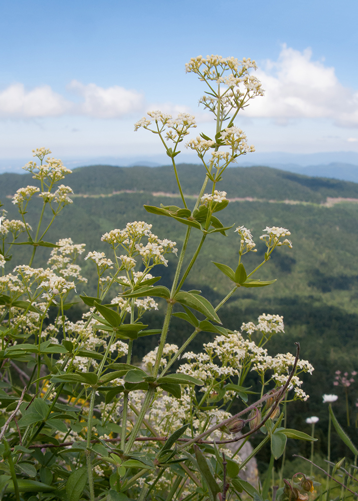 Image of Galium valantioides specimen.