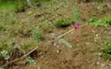 Vicia cordata. Цветущее растение. Азербайджан, Масаллинский р-н. 14.04.2010.