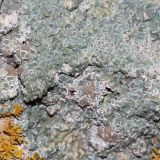 Lecanora muralis. Таллом с апотециями. Ростовская обл., г. Таганрог, в сквере на граните. 10.01.2022.