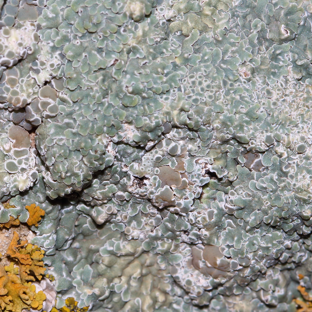 Изображение особи Lecanora muralis.