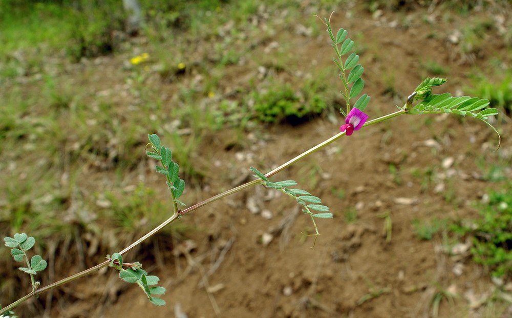 Image of Vicia cordata specimen.