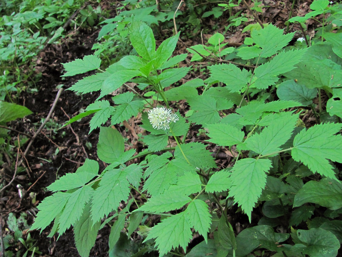 Image of Actaea spicata specimen.