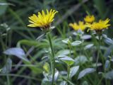 род Inula