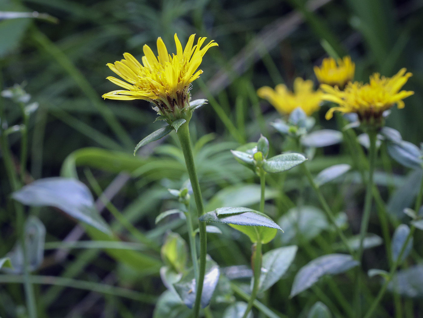 Image of genus Inula specimen.