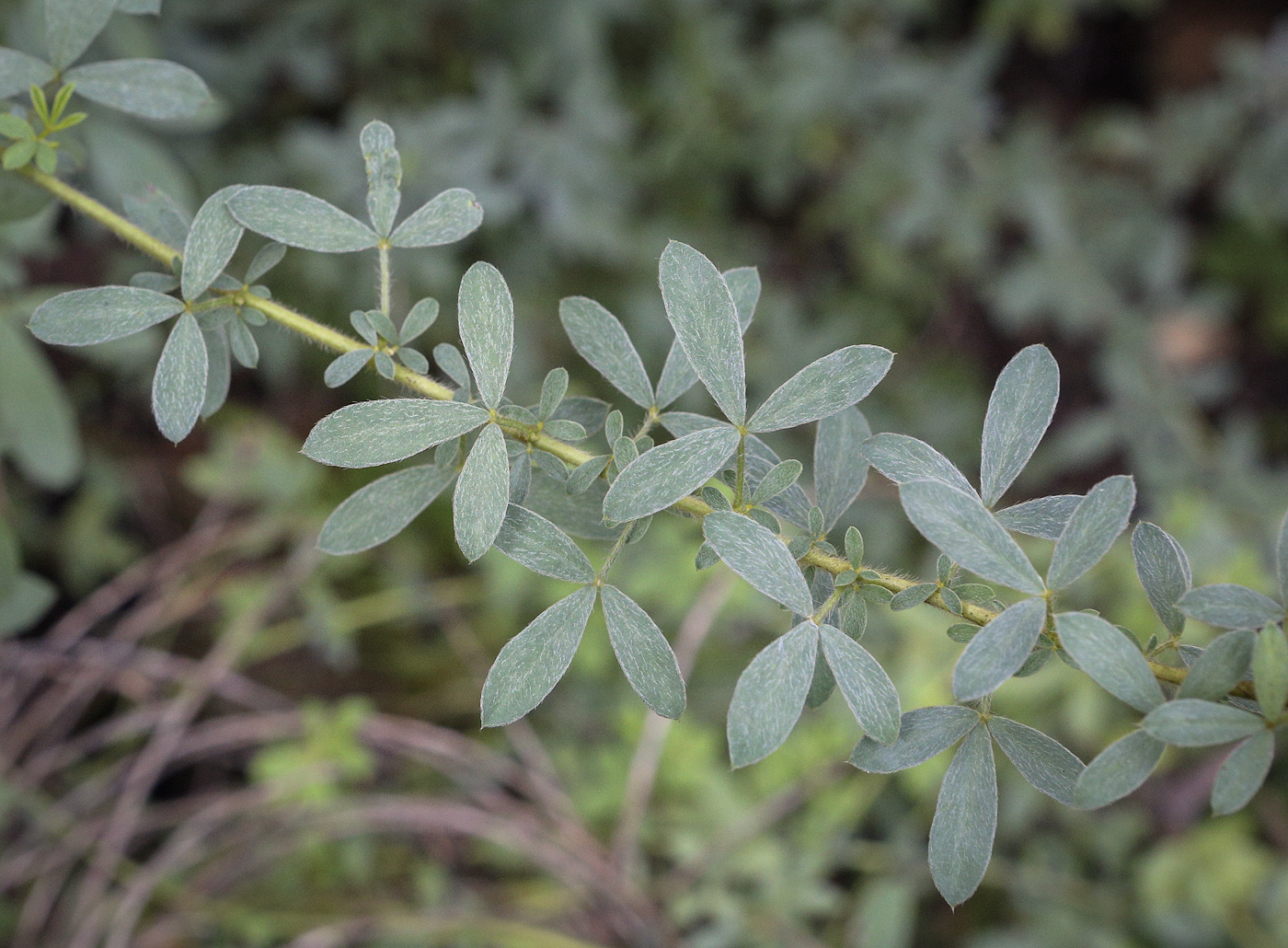 Изображение особи Chamaecytisus hirsutus.