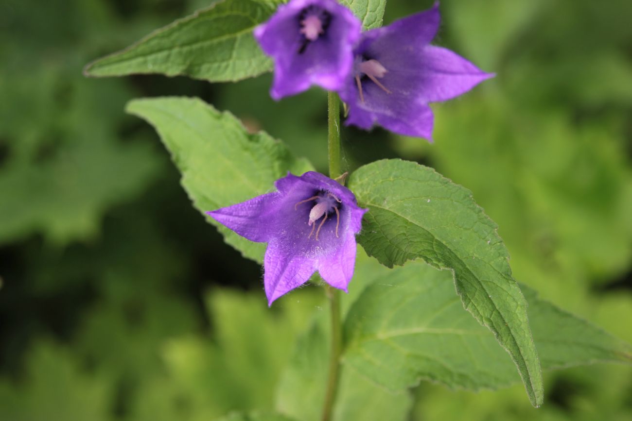 Image of Campanula latifolia specimen.