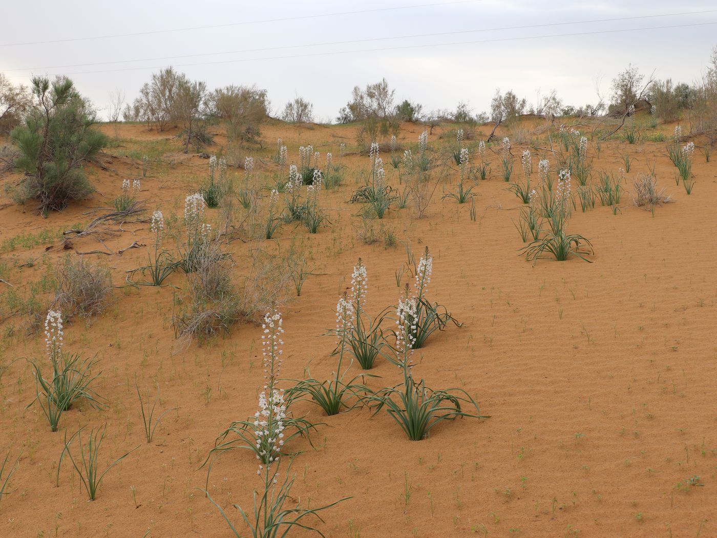 Image of Eremurus ammophilus specimen.