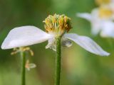 Anemonastrum crinitum. Цветок отцветающего растения. Республика Алтай, Чемальский р-н, редколесье в низкогорьях. 20.06.2010.