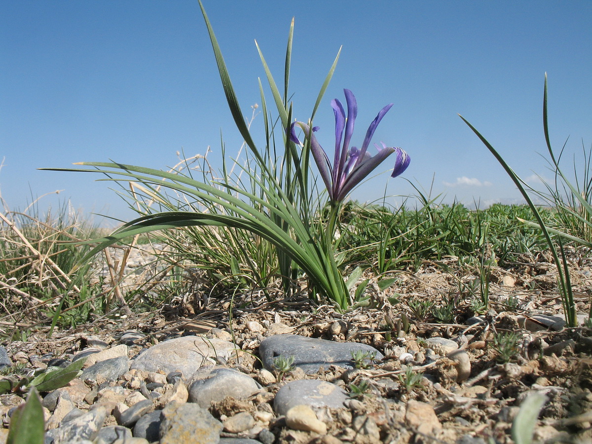 Image of Iris loczyi specimen.