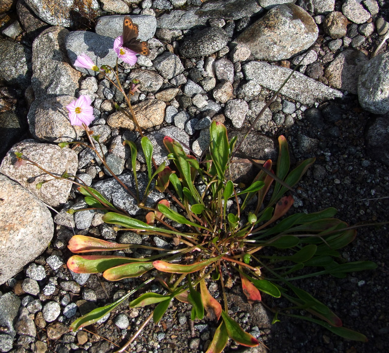 Image of Claytonia sarmentosa specimen.