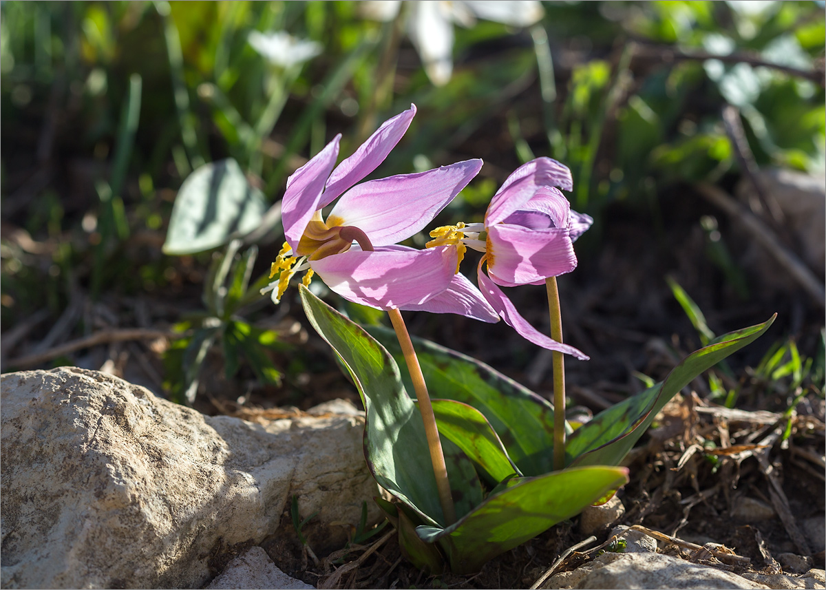 Изображение особи Erythronium caucasicum.