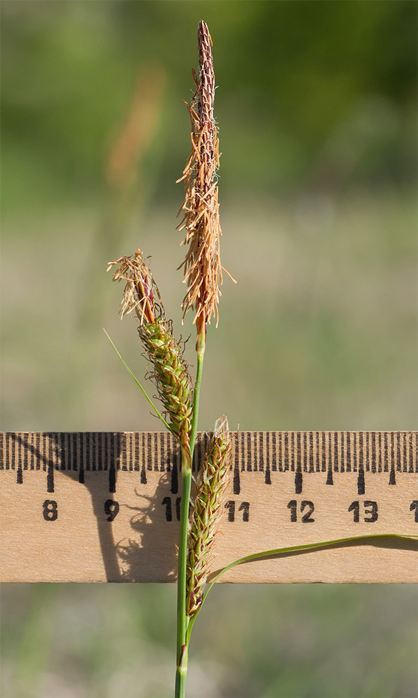 Изображение особи Carex cuspidata.