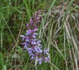 Dactylorhiza maculata