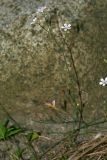 Petrorhagia saxifraga