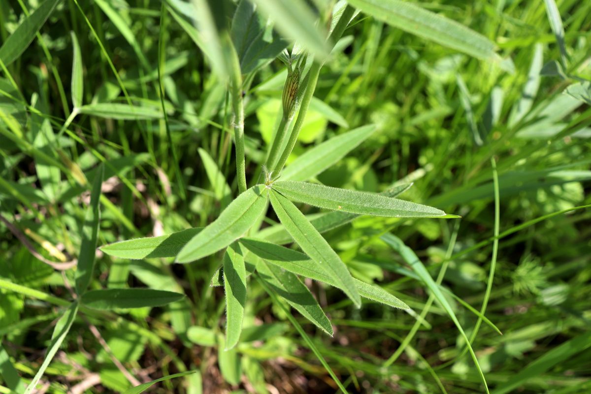 Изображение особи Trifolium alpestre.