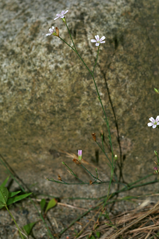 Image of Petrorhagia saxifraga specimen.