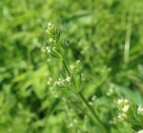 Galium aparine