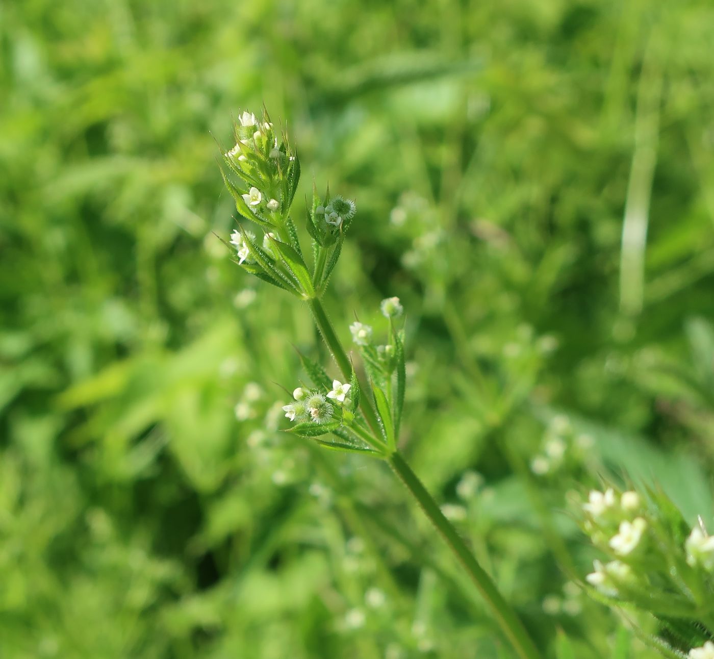 Изображение особи Galium aparine.