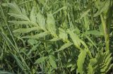 Valeriana officinalis