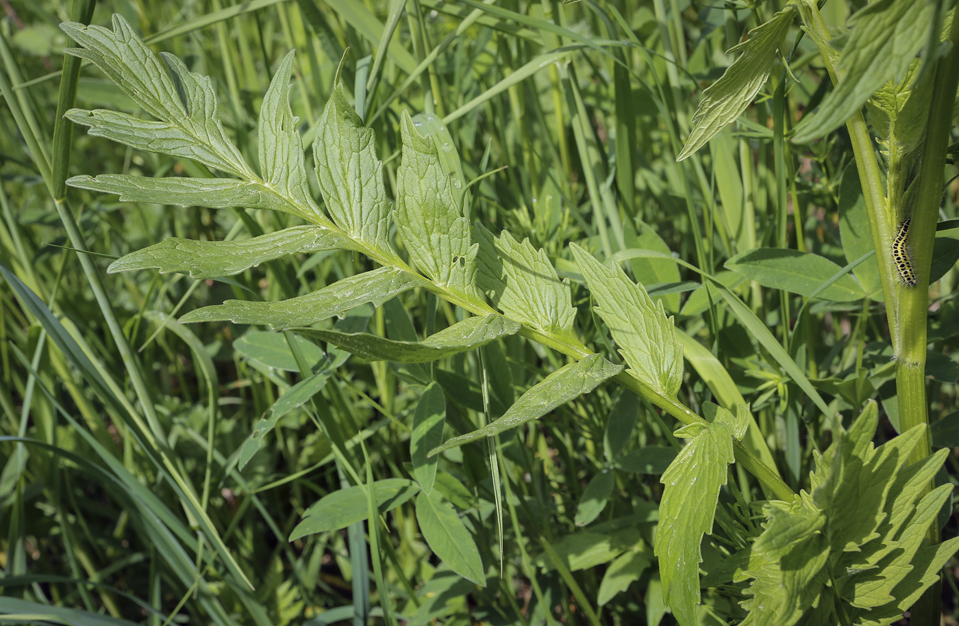 Изображение особи Valeriana officinalis.