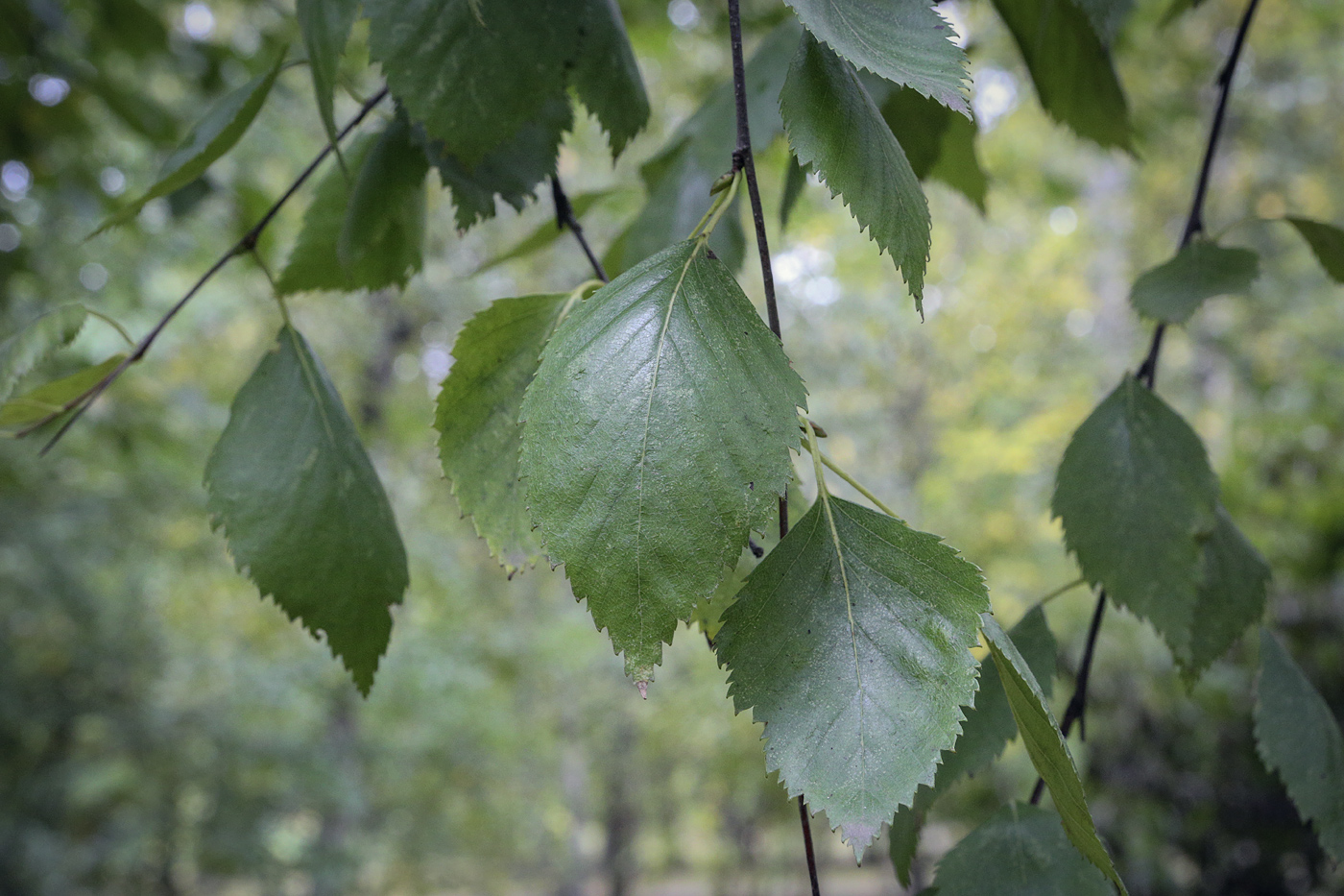 Image of Betula raddeana specimen.