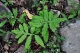 Onoclea sensibilis