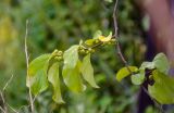 Celastrus orbiculata. Часть ветви с незрелыми плодами. Приморье, окр. г. Находка, окр. пос. Ливадия, бухта Средняя, опушка широколиственного леса. 04.08.2021.