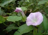 Calystegia inflata