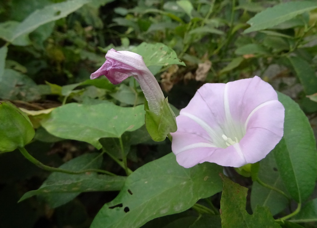 Изображение особи Calystegia inflata.