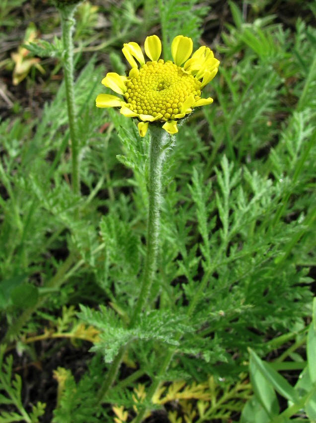 Image of Tanacetum bipinnatum specimen.