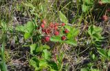 Fragaria viridis