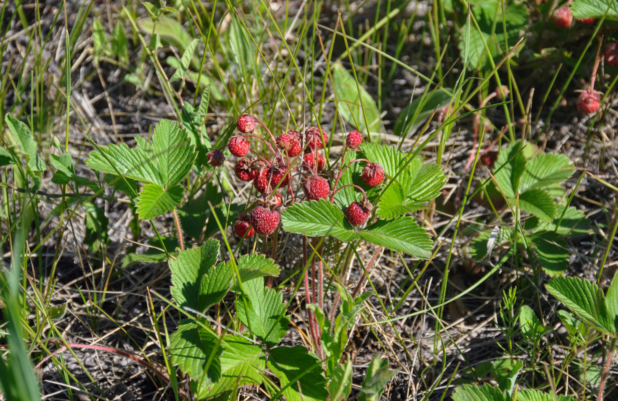 Image of Fragaria viridis specimen.