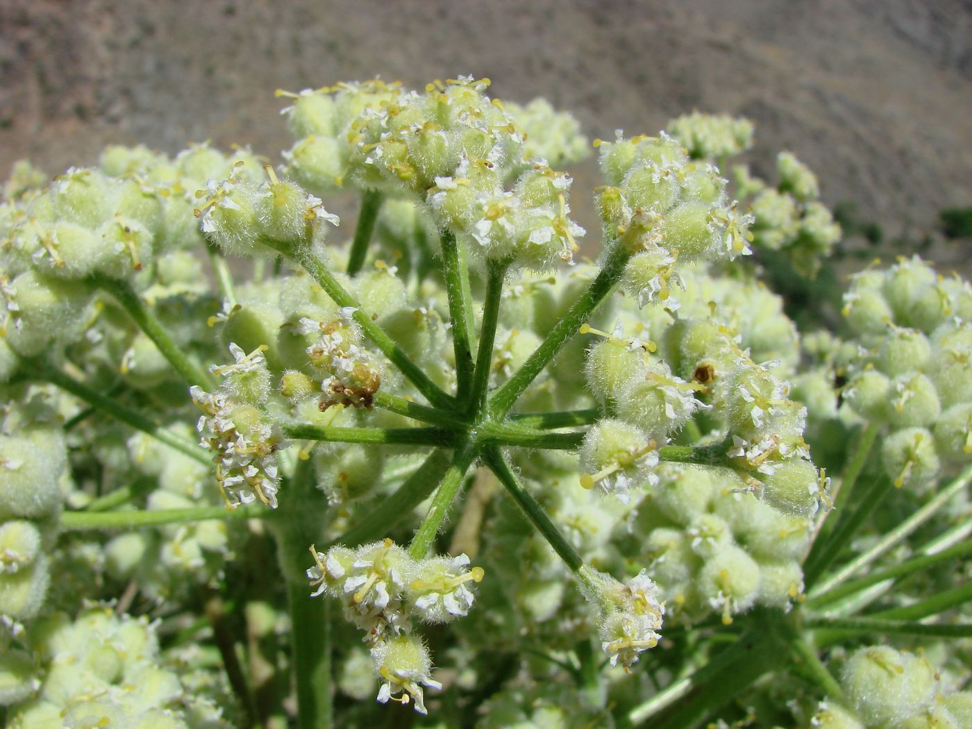 Изображение особи Ferula foetida.