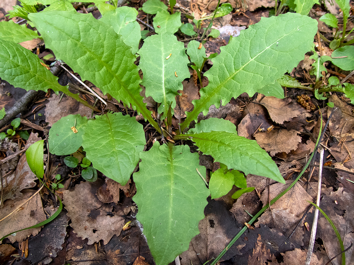 Image of Crepis paludosa specimen.