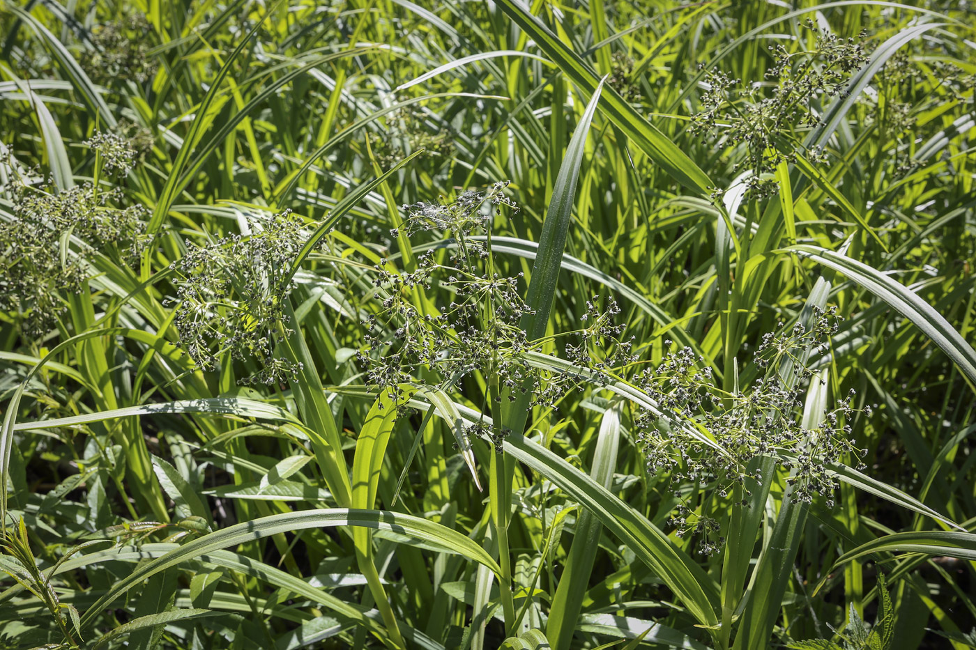 Изображение особи Scirpus sylvaticus.