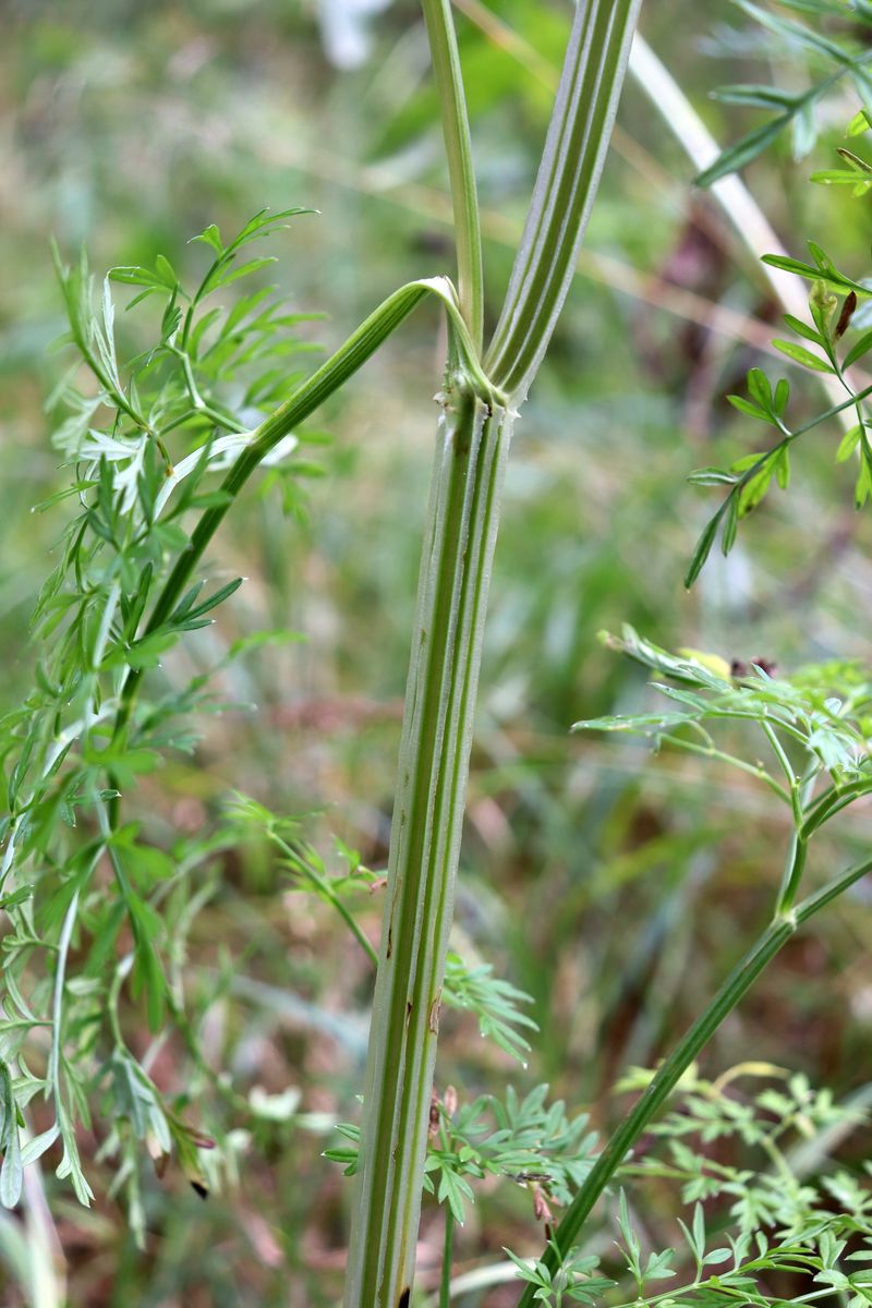 Изображение особи Selinum carvifolia.