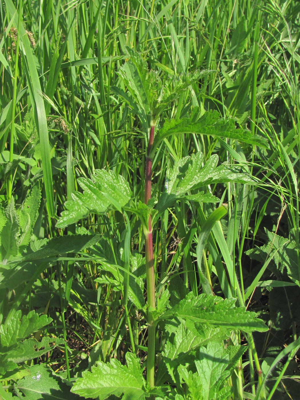 Image of Verbena officinalis specimen.