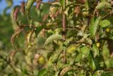 Pyrus caucasica. Листья. Республика Адыгея, окраина пос. Каменномостский, ур. Холодное, луг. 31 июля 2022 г.