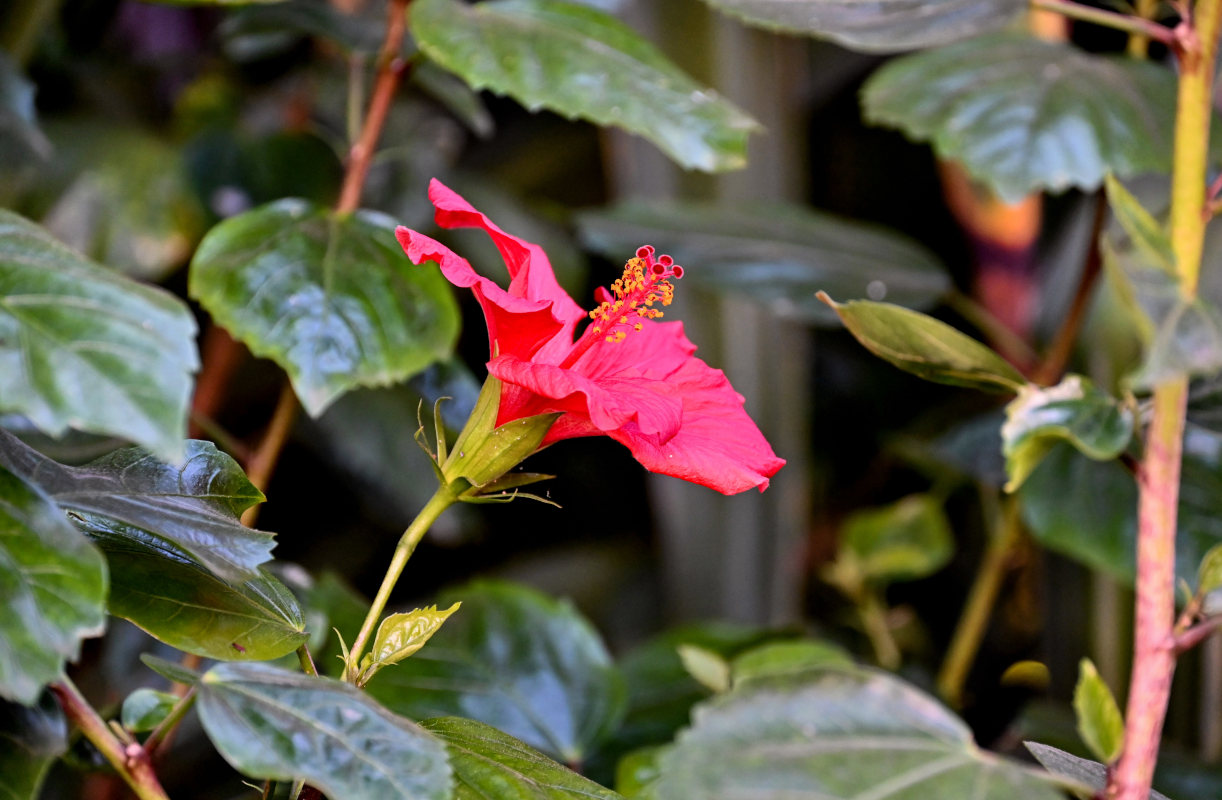 Image of Hibiscus rosa-sinensis specimen.