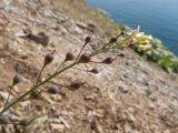 Camelina microcarpa. Соплодие с последними цветками на верхушке. Краснодарский край, м/о Анапа, окр. пос. Бол. Утриш, гора Солдатская, приморский склон, щебнистая осыпь. 08.05.2016.