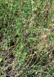 genus Onobrychis. Верхушка плодоносящего растения. Чечня, Итум-Калинский р-н, ур. Цой-Педе, ≈ 1200 м н.у.м., луговой склон. 27.07.2022.