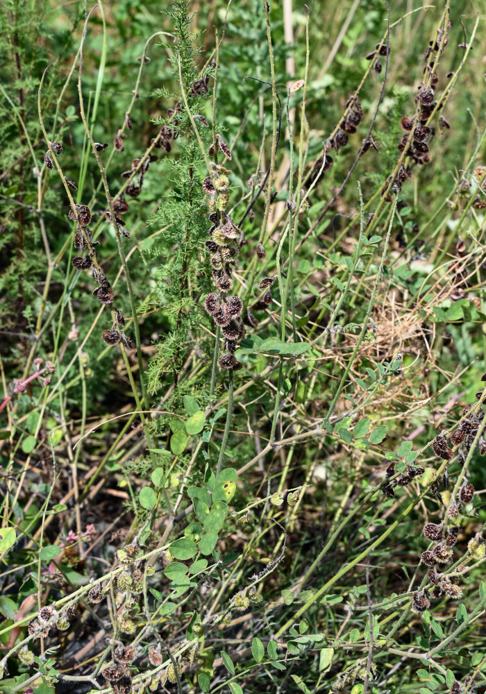 Image of genus Onobrychis specimen.