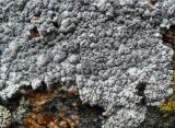 Lecanora rupicola