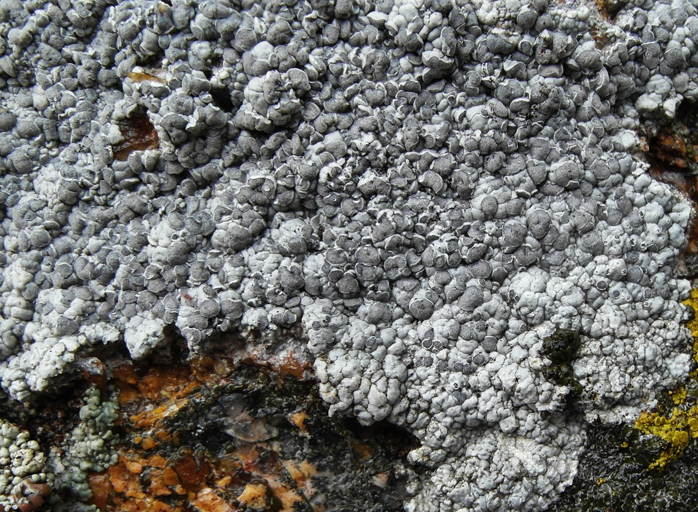 Изображение особи Lecanora rupicola.