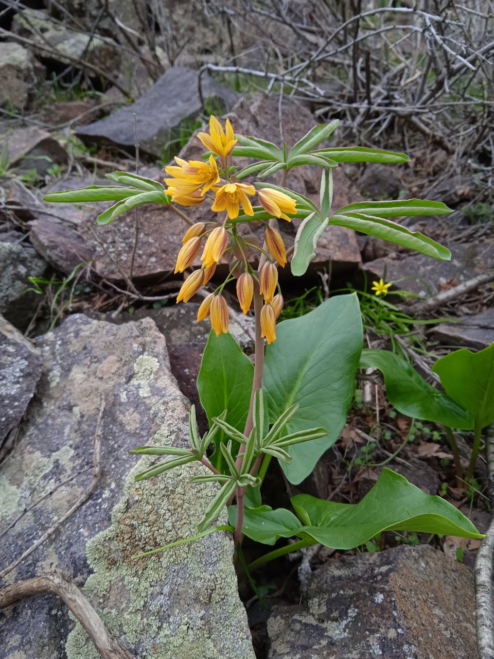 Изображение особи Gymnospermium alberti.