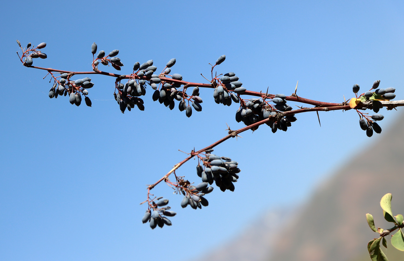 Image of Berberis integerrima specimen.